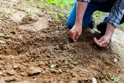 9 Clever Ways to Start Gardening for Free