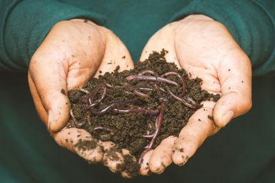 Are You Feeding Your Plants Wrong? Here’s a Cheaper, Better Way