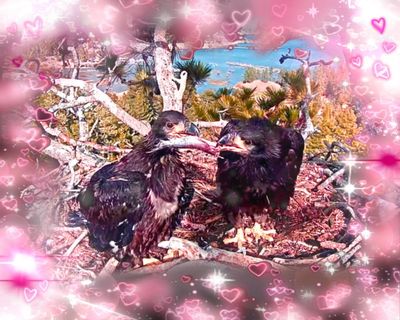 This livestream of baby bald eagles is the only thing keeping me sane