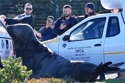 'How did you get here?' A large elephant seal is found lumbering along a South African street