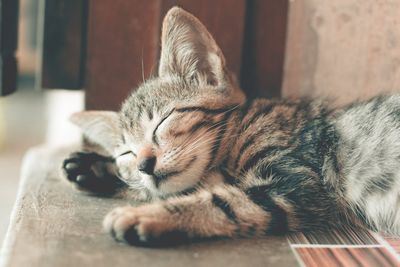 4 Cat Breeds Chosen by Men Who Refuse to Own a Dog