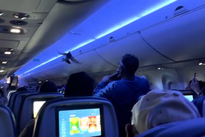Watch: Bizarre moment pigeons spark chaos on Delta Air Lines flight