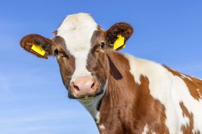 Are US Cattle Screwed?