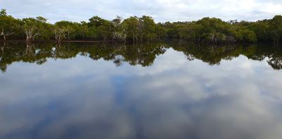 From surprise platypus to wandering cane toads, here’s what we found hiding in NSW estuaries
