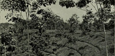 How ongoing deforestation is rooted in colonialism and its management practices