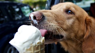 Can dogs eat ice cream? Or should you avoid it?