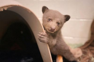 Orphaned bear cub finds comfort in a teddy bear and costumed caregivers