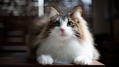 The Norwegian Forest cat is a playful and patient large ball of fluff that loves the great outdoors
