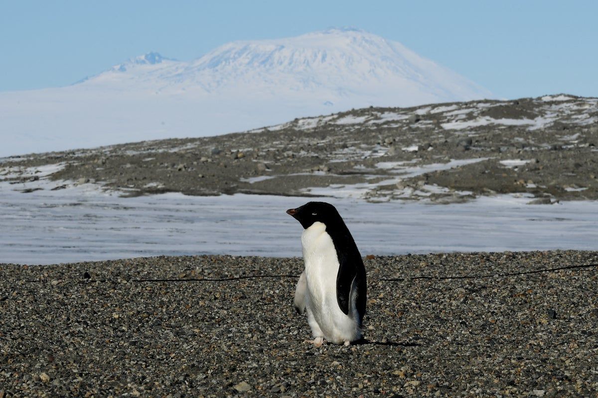 Penguins in a natural habitat