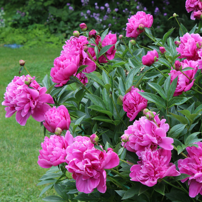 Where to never plant peonies – 2 places you must avoid growing these beautiful plants in your garden, according to expert growers