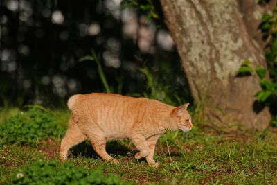 The ‘lucky’ Japanese cats with their own fan club and shrine