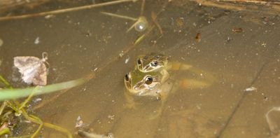 This rare alpine frog is fighting against a lethal fungus – by breeding faster and faster