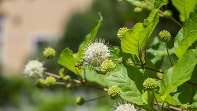 How to grow buttonbush – for a fragrant North American native shrub with unusual, pincushion flowers