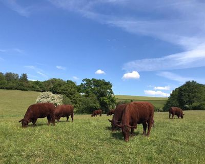 Country diary: Our fields are green, but this farm desperately needs more rain