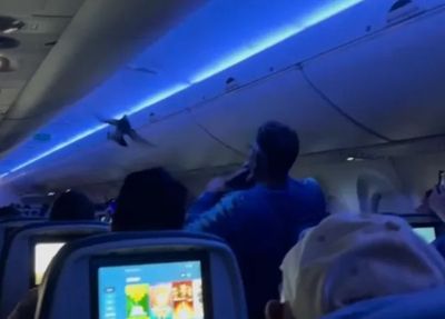 Loose pigeons cause mayhem on plane before take-off - watch the video