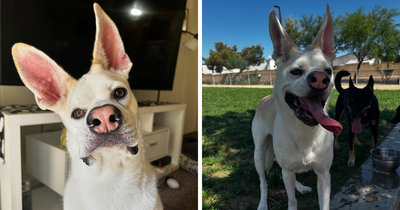 Meet Luna, A Uniquely Adorable Pup With The Biggest Ears You’ve Probably Ever Seen
