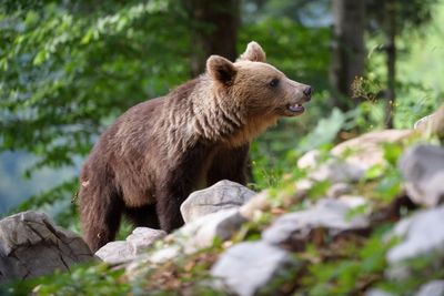 Woman fighting for life after bear attack just miles from European capital