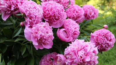You should never plant peonies in these 5 places –the locations to steer clear of in your backyard, according to professionals