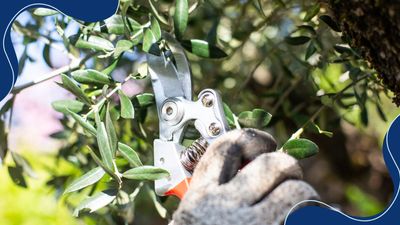 How to prune an olive tree to guarantee growth and reduce the risk of disease
