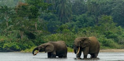 DRC’s plan for the world’s largest tropical forest reserve would be good for the planet: can it succeed?