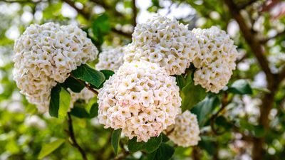 Is it necessary to deadhead viburnum flowers? Here's everything I know after a decade working as a professional gardener