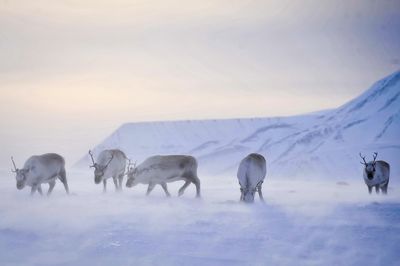 UK's Arctic mission to counter threat of Putin’s Russia ...Tech & Science Daily podcast