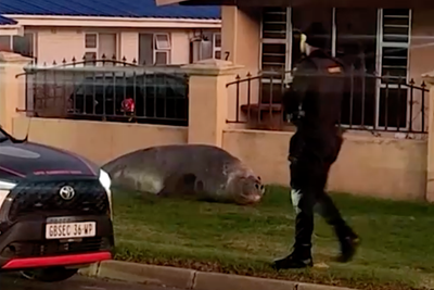 Watch: Huge elephant seal pays surprise visit to residents in local neighbourhood