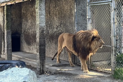 Safari owner is arrested after cop raid took more than 300 animals from ‘hellhole’ zoo over their care