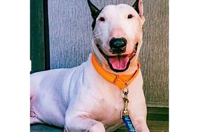 Gov. DeSantis signs law imposing tougher penalties for abandoning pets during disasters