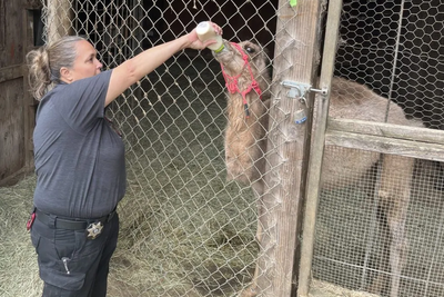 Hundreds of animals seized from safari park after police discover meth and firearms