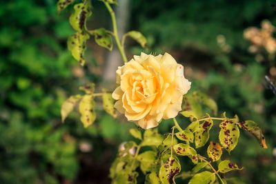 Seven simple ways to treat black spot on your roses