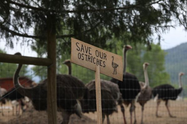 RFK Jr and Mehmet Oz seek to save Canadian ostriches despite avian flu fears