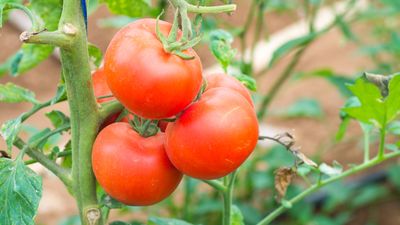 Tomato plants can be healthier and stronger if you plant them near this 1 common garden herb – and it's not the one you expect