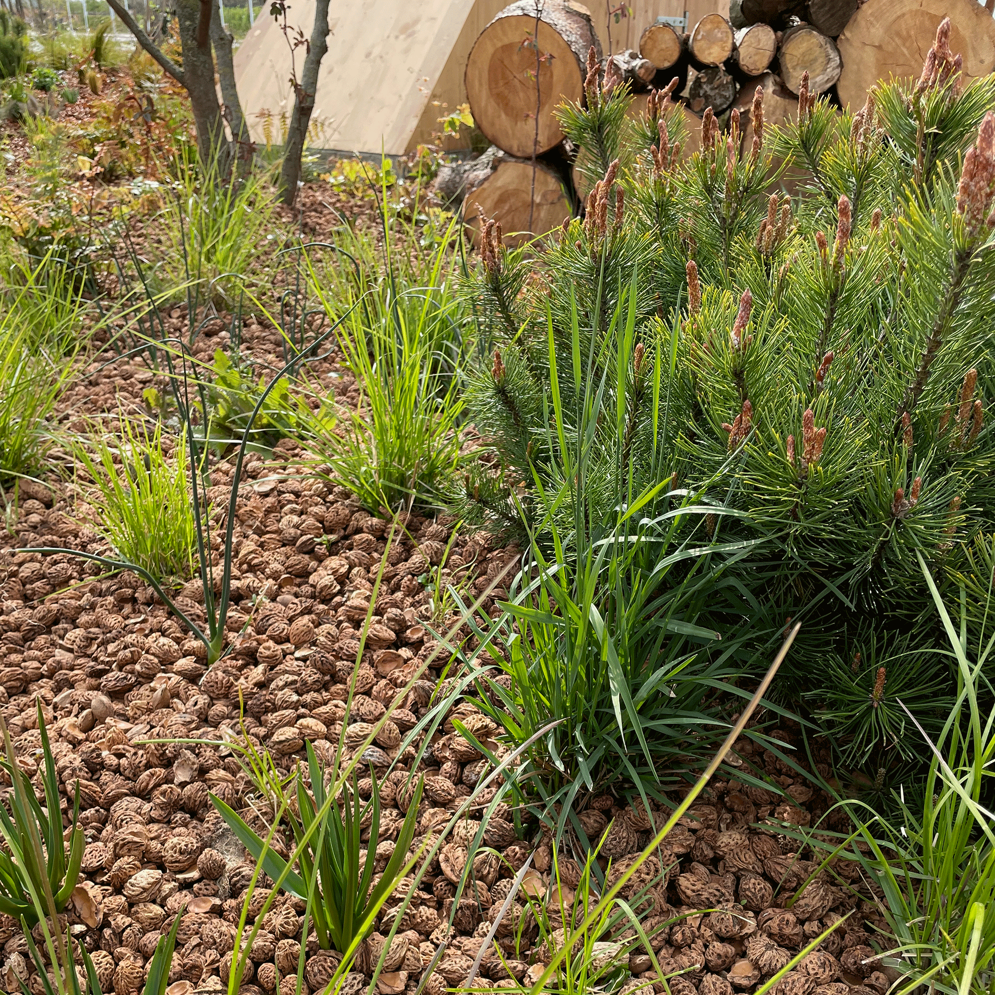 7 types of mulch every gardener should know about – experts reveal how to use them in your garden to control weeds and reduce how often you water your plants
