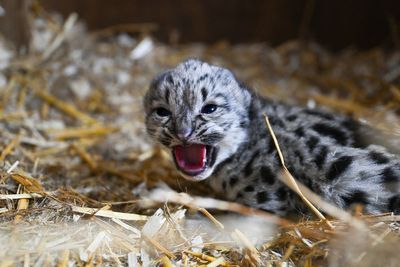 Snow leopard cub born at animal sanctuary