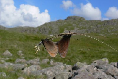 Scientists ask public to look out for England’s only mountain butterfly