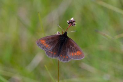 Lake District walkers urged to look out for England’s only mountain butterfly
