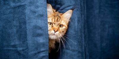 Can your cat recognise you by scent? New study shows it’s likely