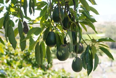 California avocado growers feared Mexican imports would harm their trade. Instead business is booming