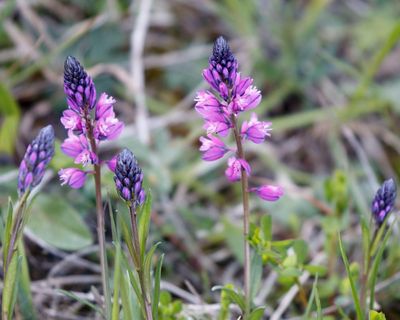 Country diary: Common milkwort looks light enough to take flight