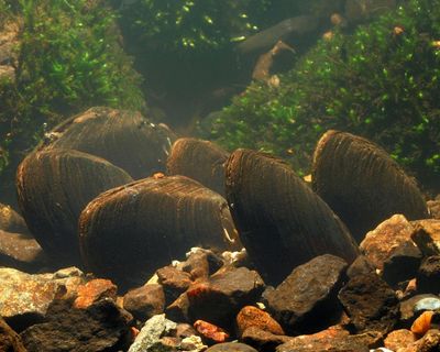Specieswatch: freshwater pearl mussel is threatened by disappearing habitat