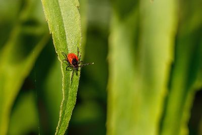 Lyme Disease on the Rise: Eastern Iowans Urged to Stay Alert During Peak Tick Season