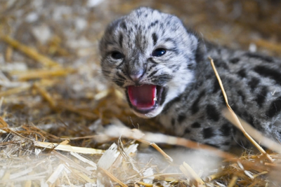 Watch: Rare snow leopard cub born in Kent following groundbreaking ultrasound