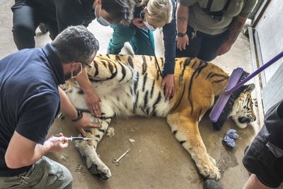 Vets sedate 17-stone tiger for delicate operation to remove ingrown toenail
