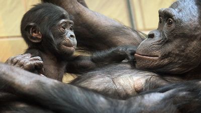 Do talking animals deserve human rights?