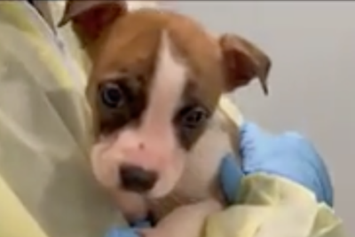 Parents thought their pitbull puppy mauled their baby to death while they slept. An autopsy says otherwise