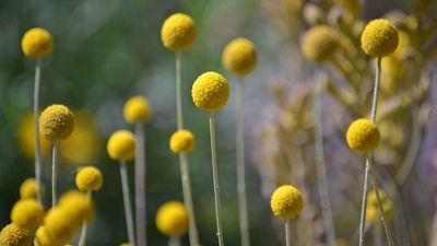 How to grow craspedia – these unusual spherical flower heads will add charm and color to any yard