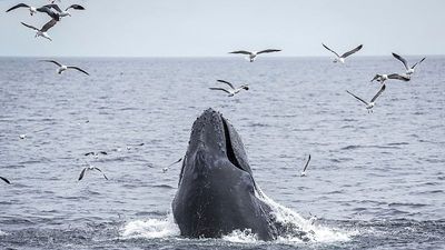EU and six member states take ‘historic step’ by ratifying UN treaty to protect the high seas