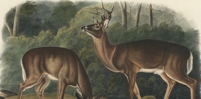 The rise and fall – and rise again – of white-tailed deer
