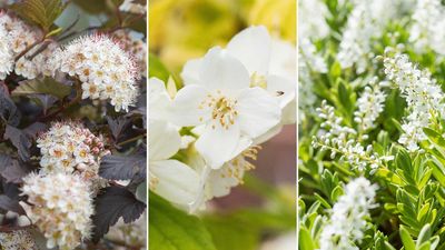 Fast-growing shrubs – 8 top choices recommended by gardening experts